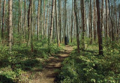 a path in the middle of a forest with lots of trees