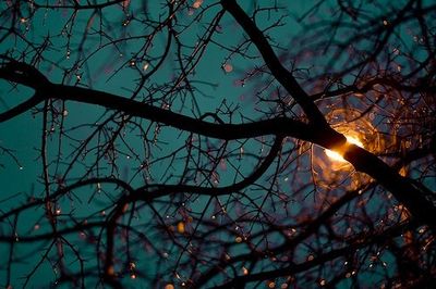 a tree branch with a light shining on it