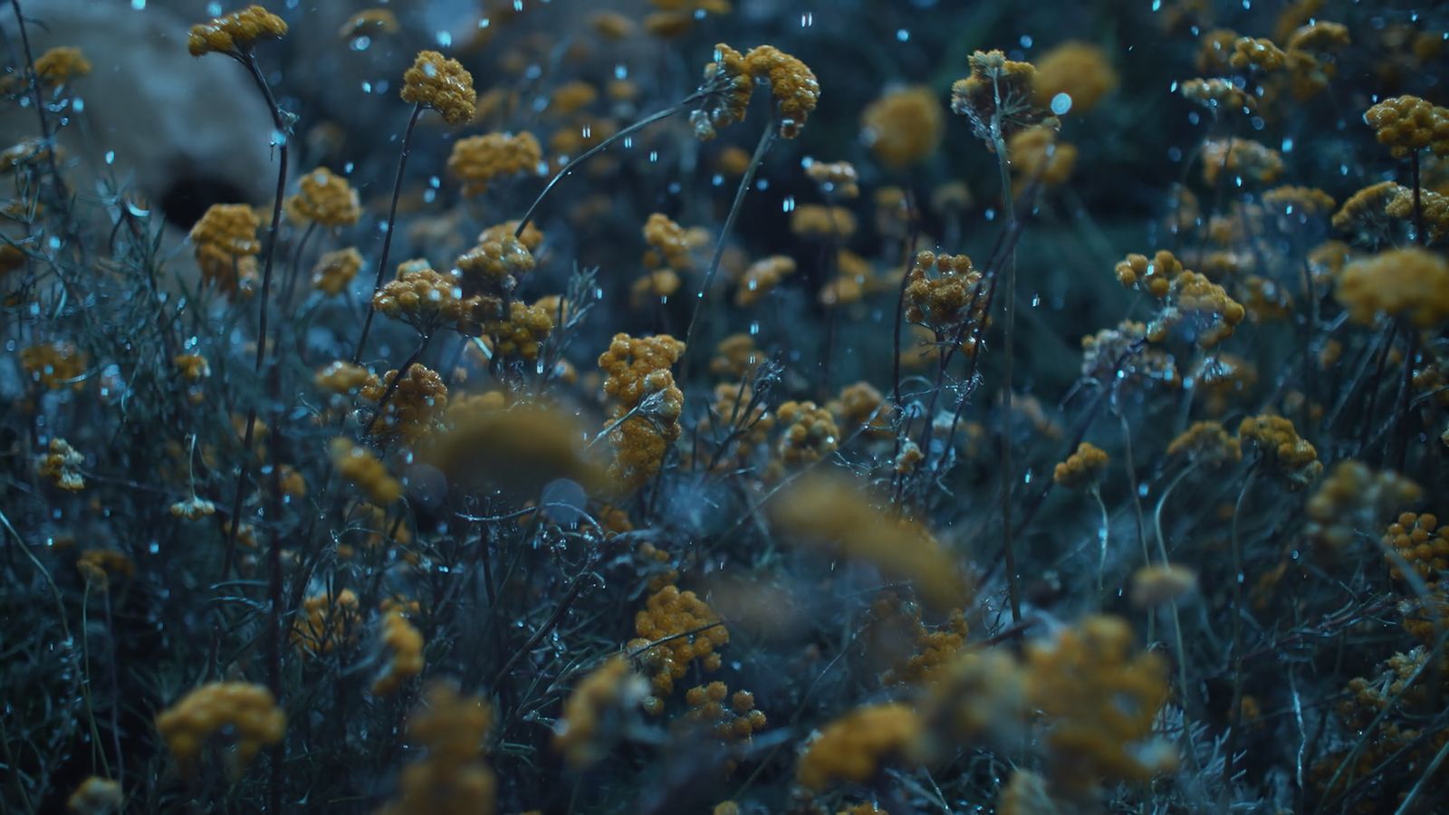 a bunch of flowers that are in the grass