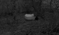 a black and white photo of a cow laying in the grass