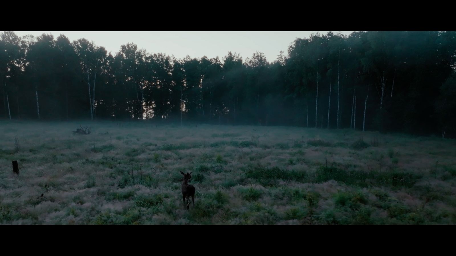 a deer in a field with trees in the background