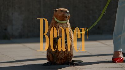 a beaver sitting on the ground next to a person