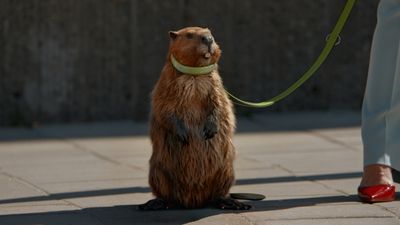 a groundhog on a leash being walked by a person