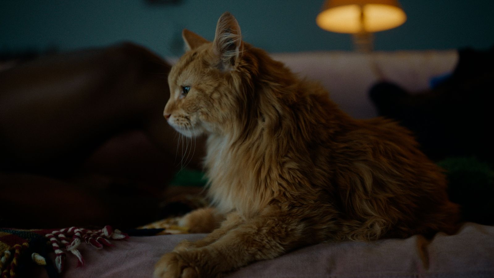 a cat sitting on a bed with a person in the background