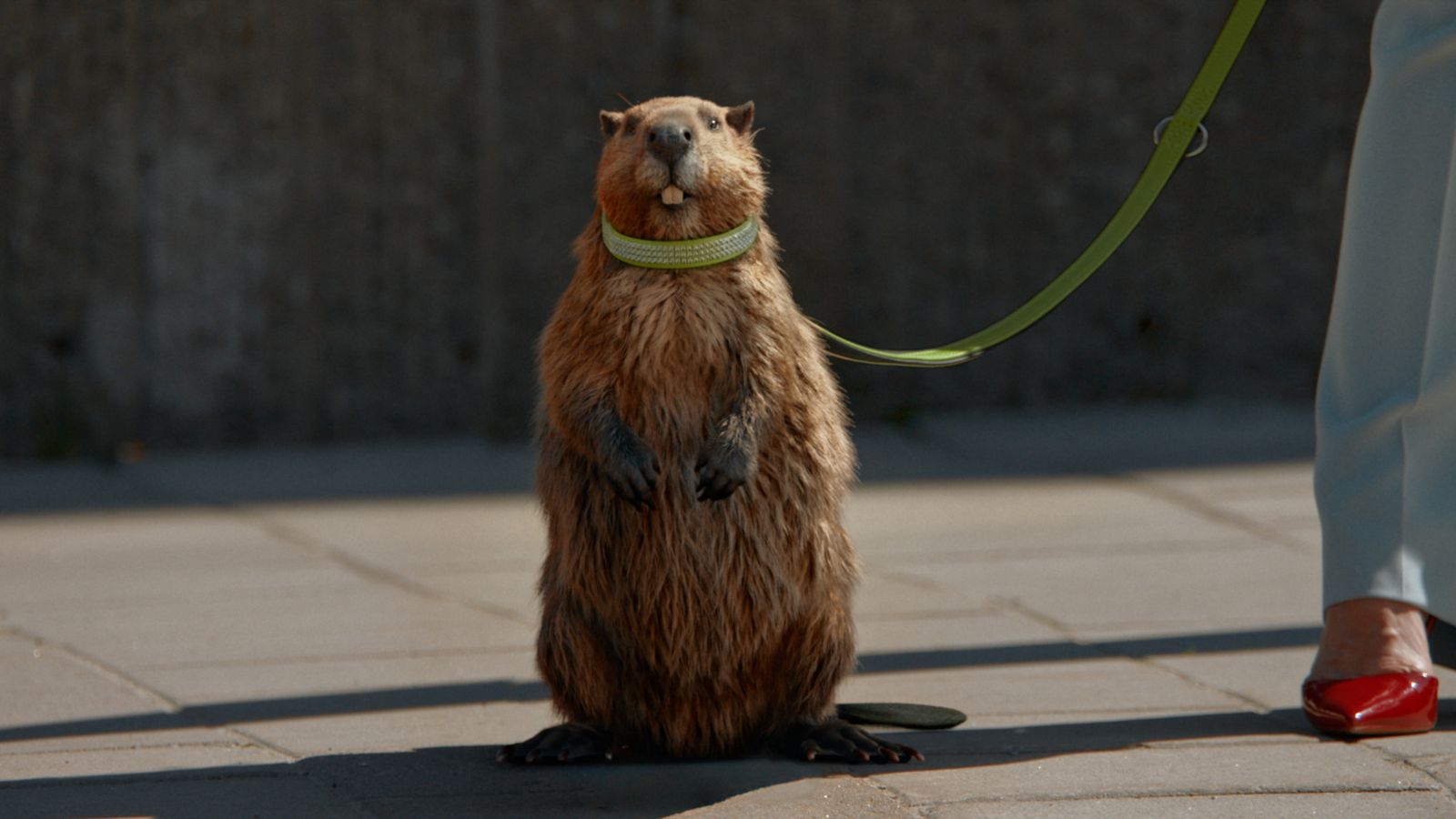 a groundhog standing on its hind legs on a leash