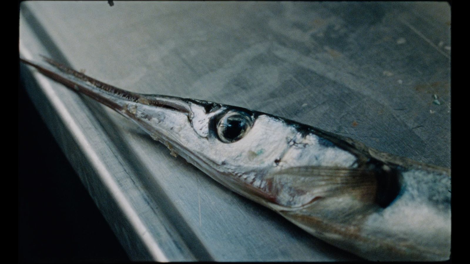 a fish that is laying on a table