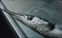 a close up of a fish on a table