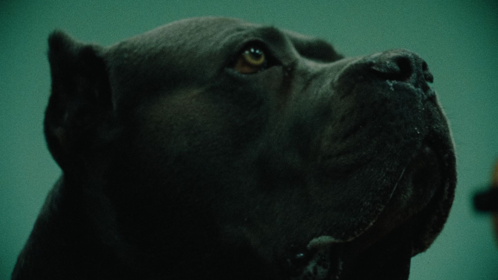 a close up of a dog's face with a green background