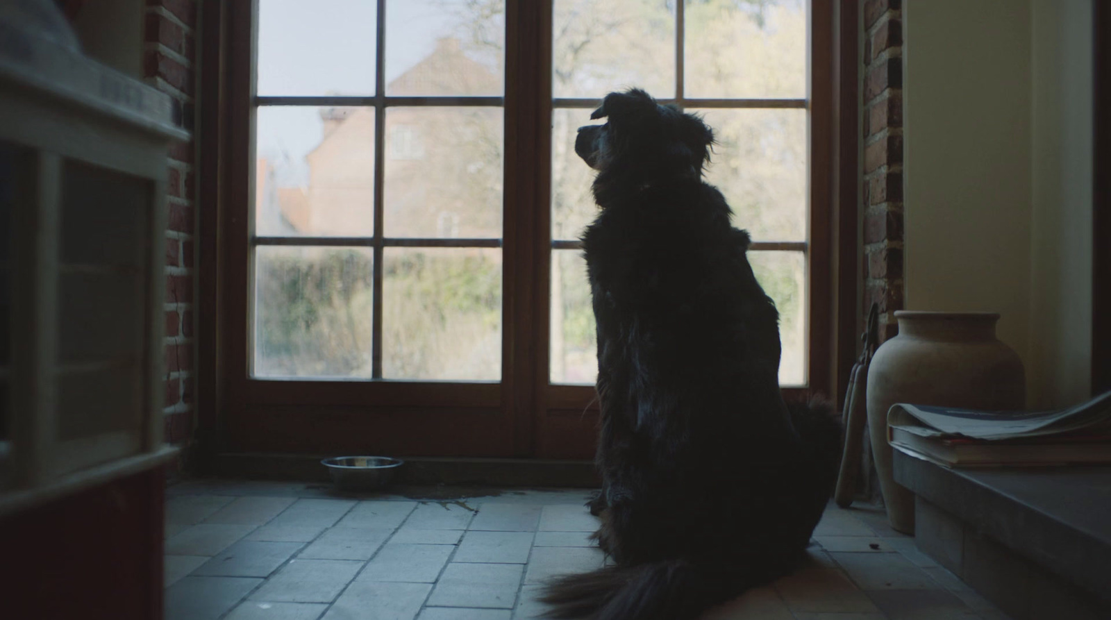 a dog sitting on the floor looking out a window