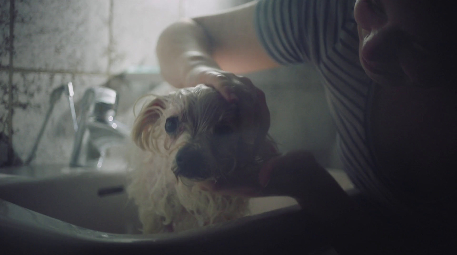 a person washing a dog in a sink