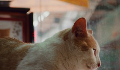 an orange and white cat sitting in front of a window