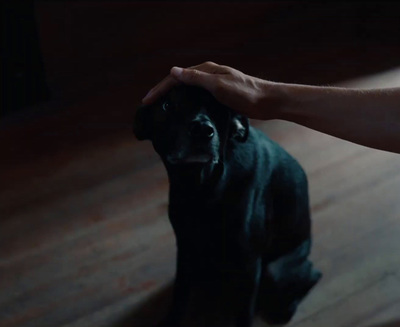 a black dog is being petted by a person