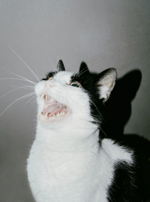 a black and white cat with its mouth open