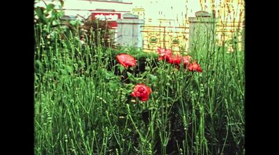 a bunch of flowers that are in the grass