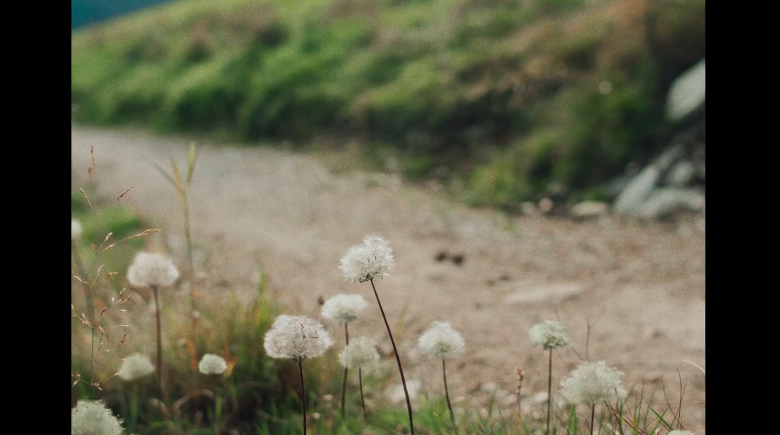 a bunch of dandelions sitting in the middle of a dirt road