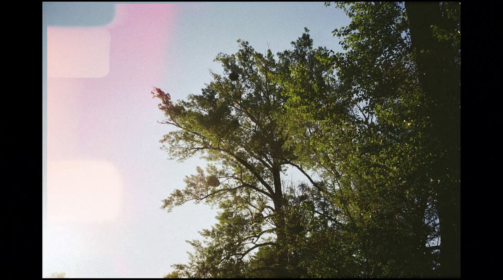 a bird is perched on a tree branch