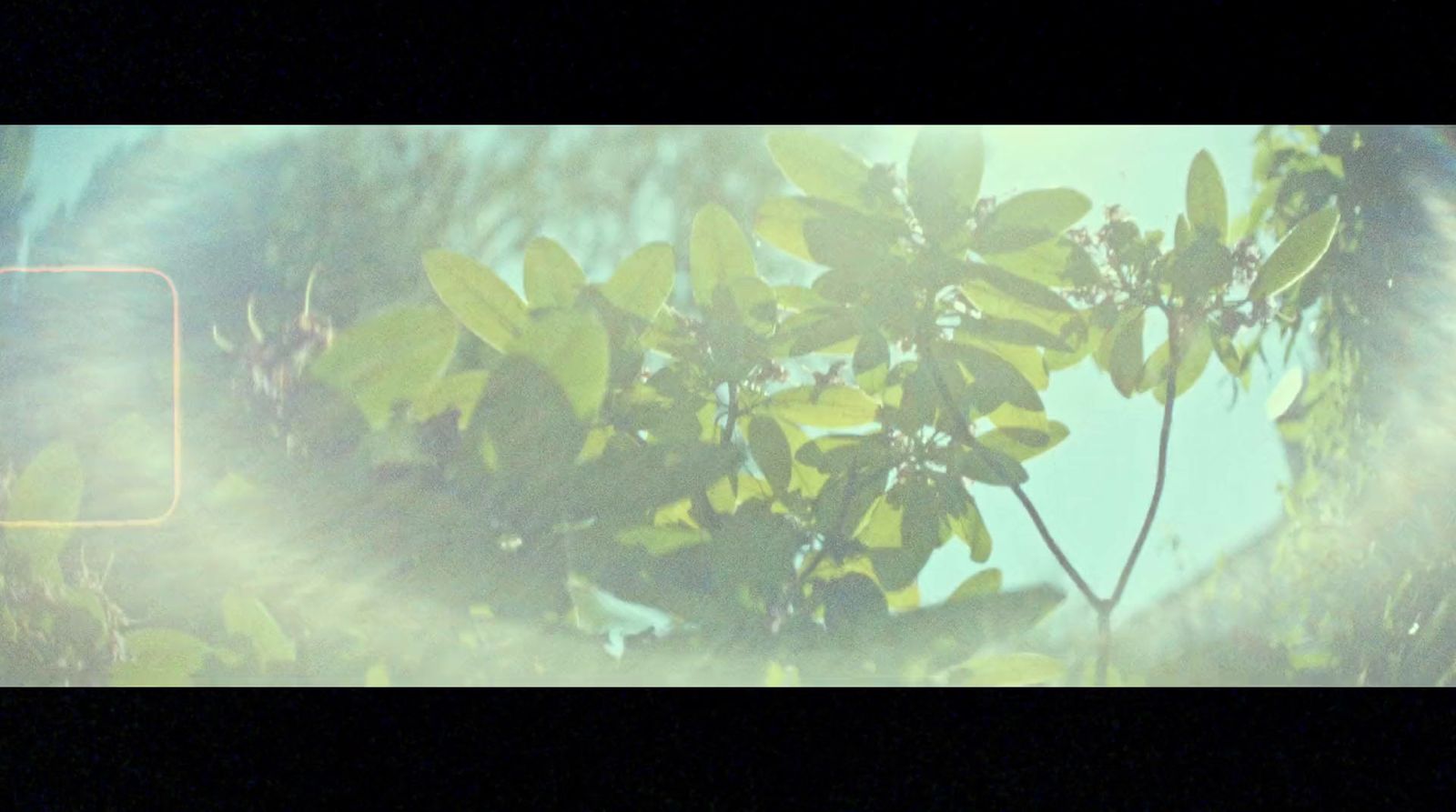 a blurry photo of a leafy tree in the sun