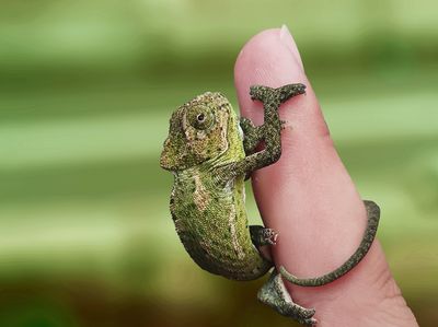 a small lizard sitting on the finger of a person