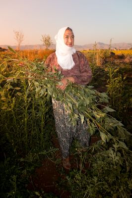 a woman standing in a field holding a bundle of leaves
