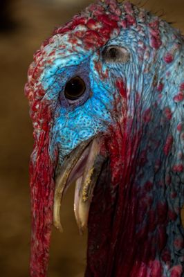 a close up of a bird with its mouth open