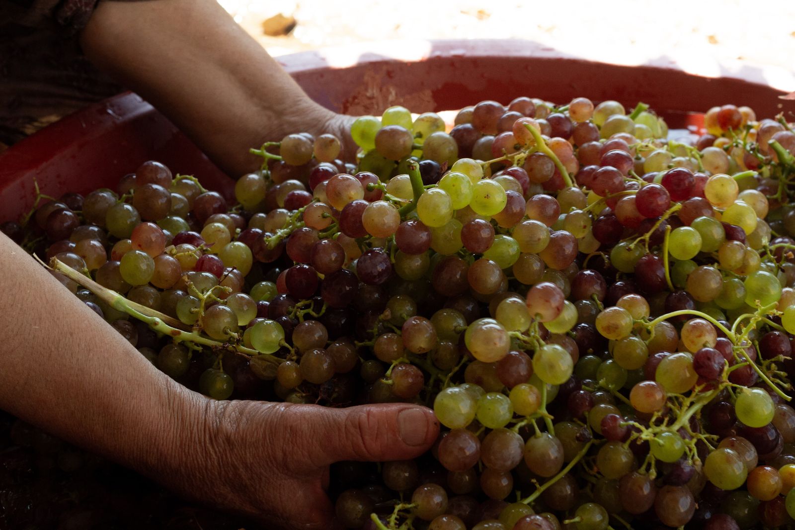 a person holding a bowl full of grapes