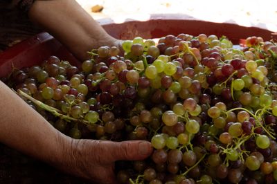 a person holding a bowl full of grapes