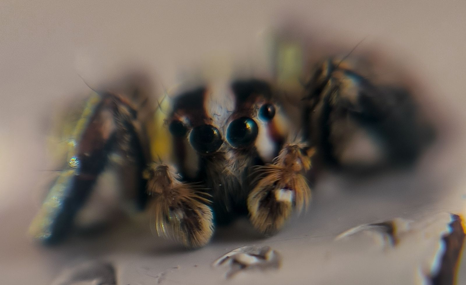 a close up picture of a jumping spider