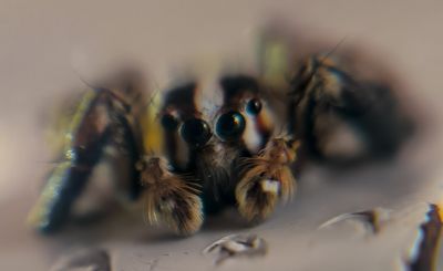 a close up picture of a jumping spider