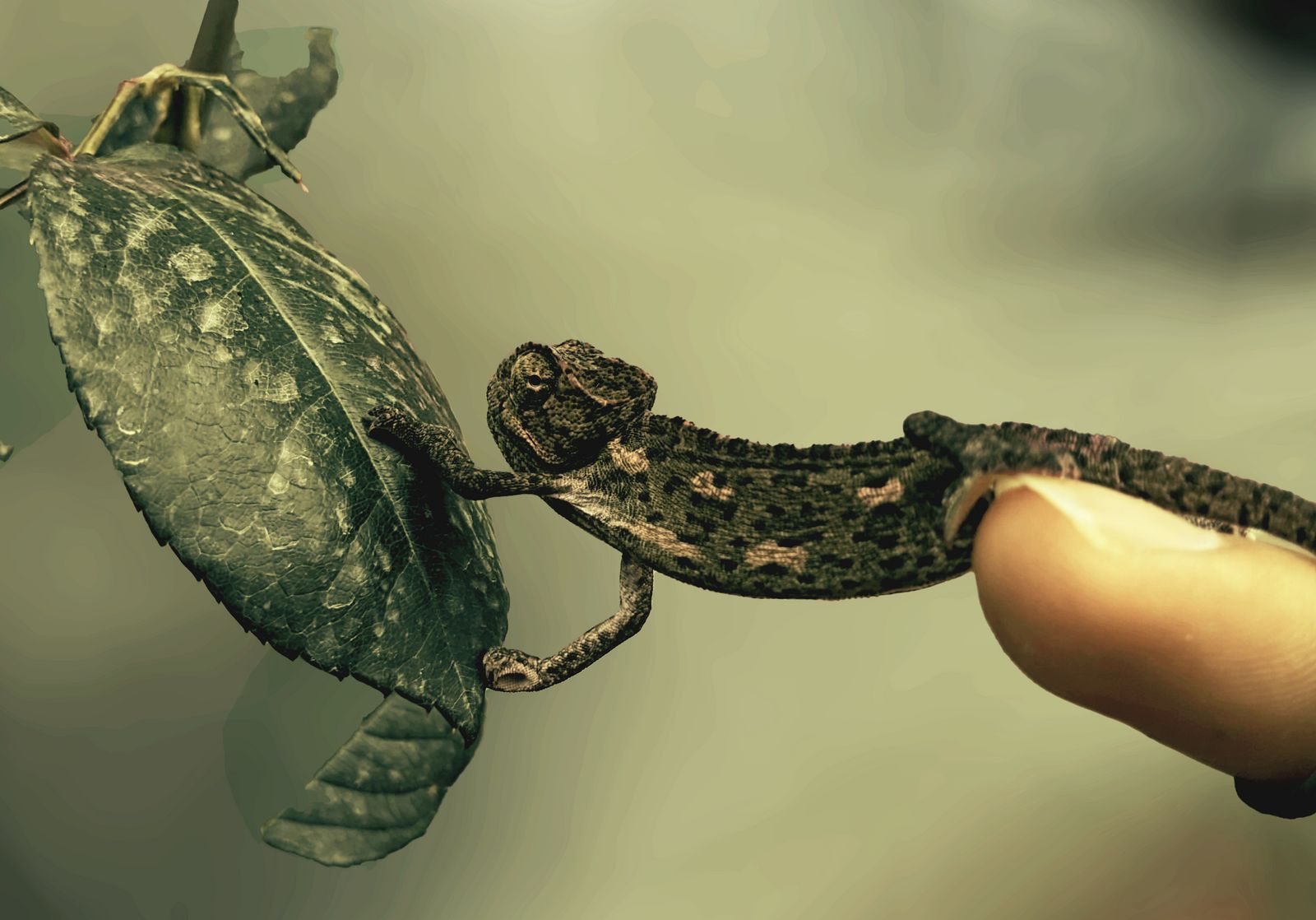 a person holding a small lizard on top of a leaf