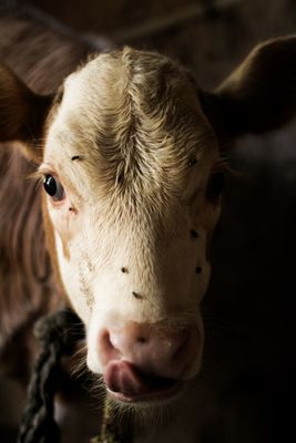 a close up of a cow with a rope around its neck