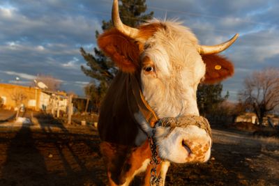 a brown and white cow standing on top of a dirt field