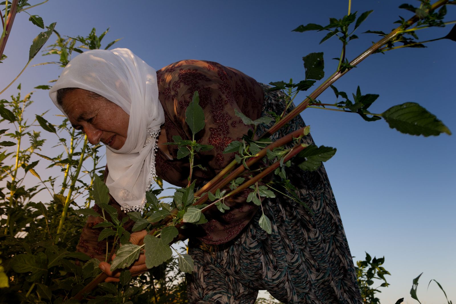 a woman in a headscarf picking leaves from a bush