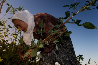 a woman in a headscarf picking leaves from a bush