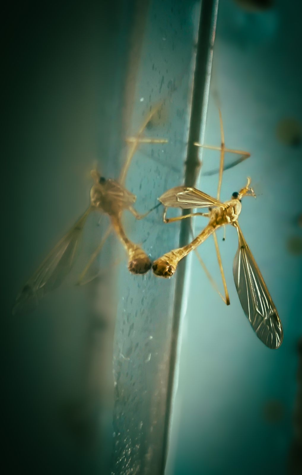 a close up of a mosquito on a wall