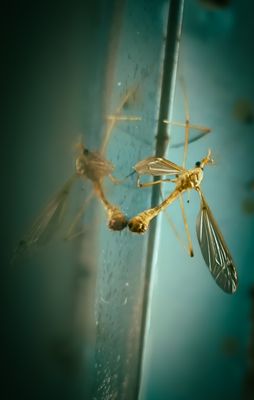 a close up of a mosquito on a wall