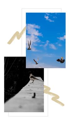 a collage of birds flying in the sky