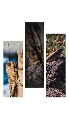 three different pictures of a bird on a tree