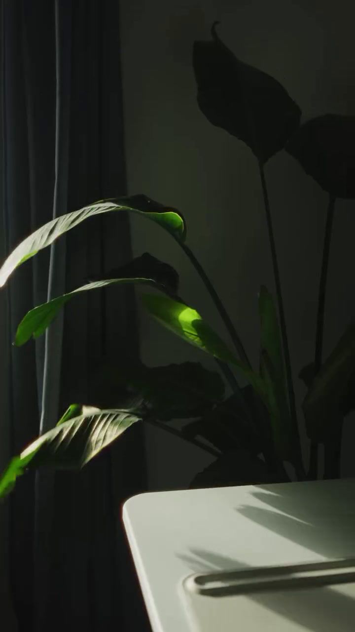 a potted plant sitting on top of a white table