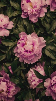 a bunch of pink flowers with green leaves