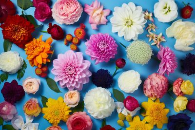 a bunch of different colored flowers on a blue background