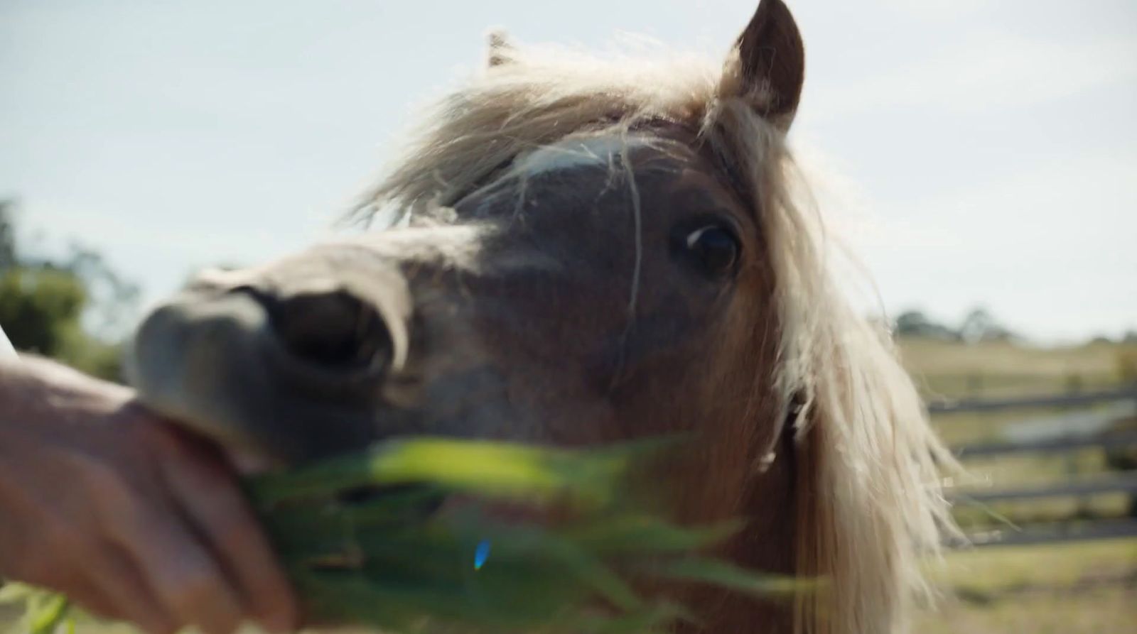 a close up of a horse in a field