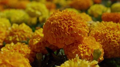 a bunch of yellow and orange flowers in a field