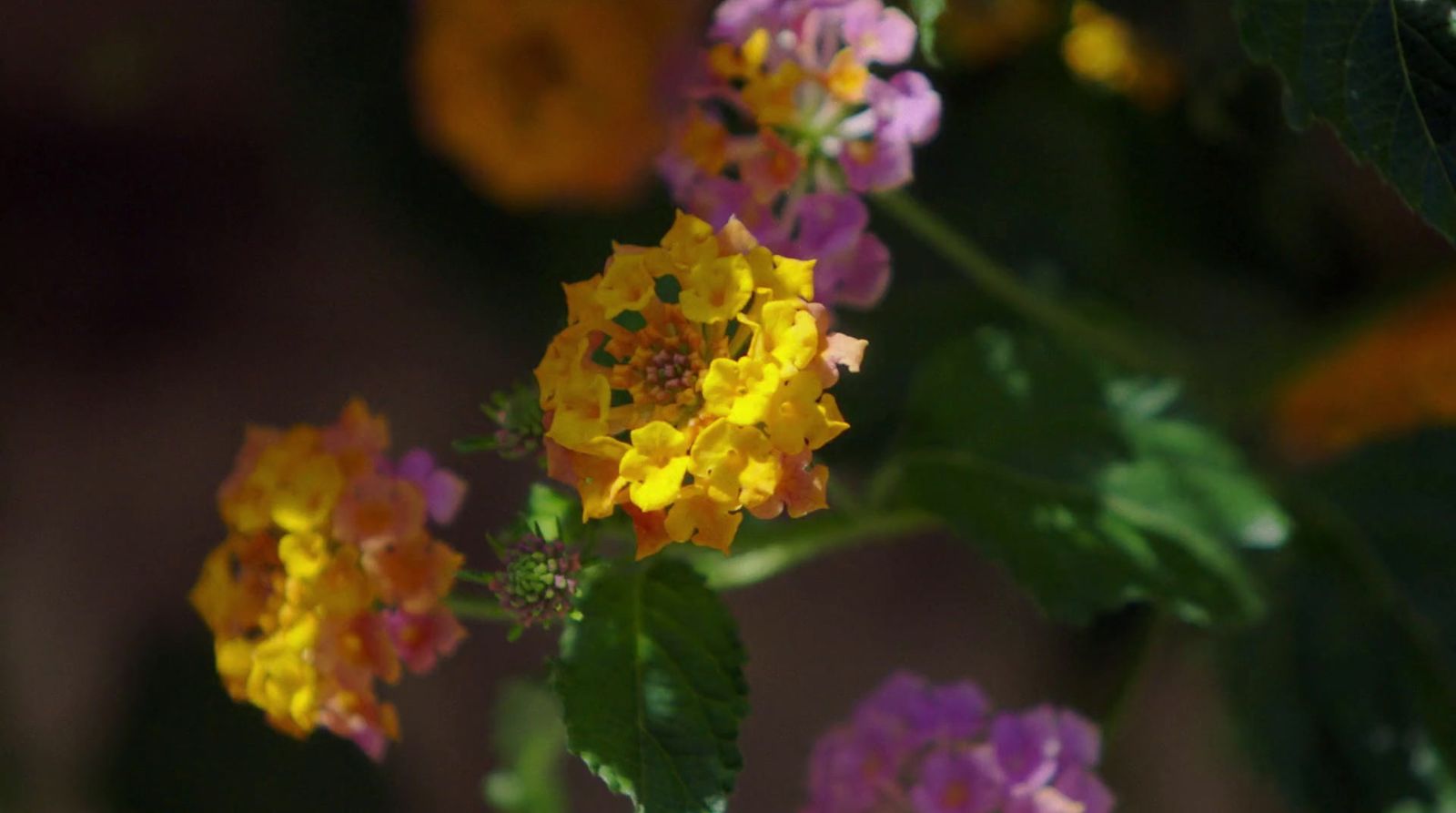 a bunch of flowers that are yellow and purple