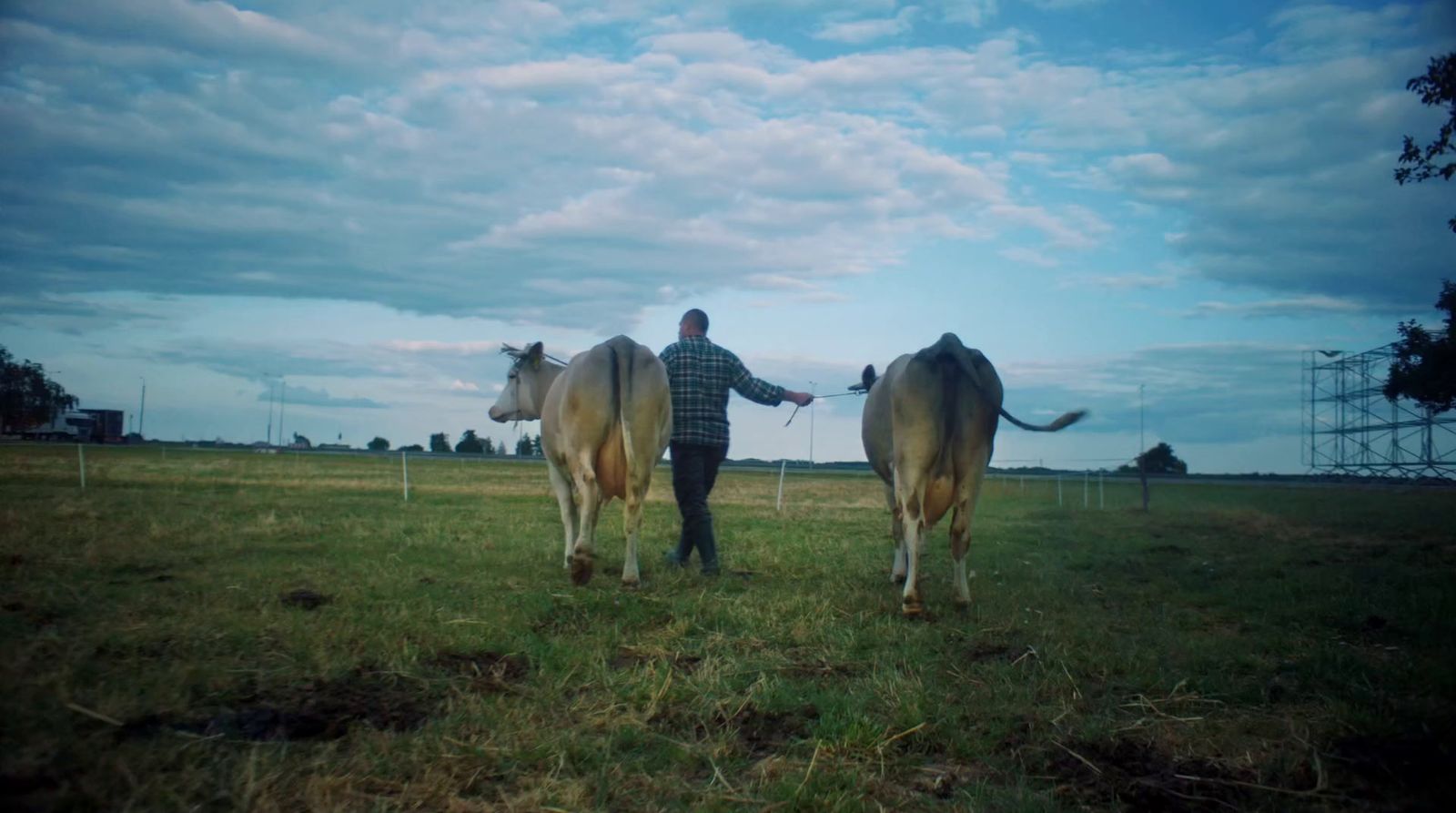 a man standing next to two cows in a field