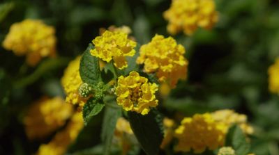 a bunch of yellow flowers with green leaves