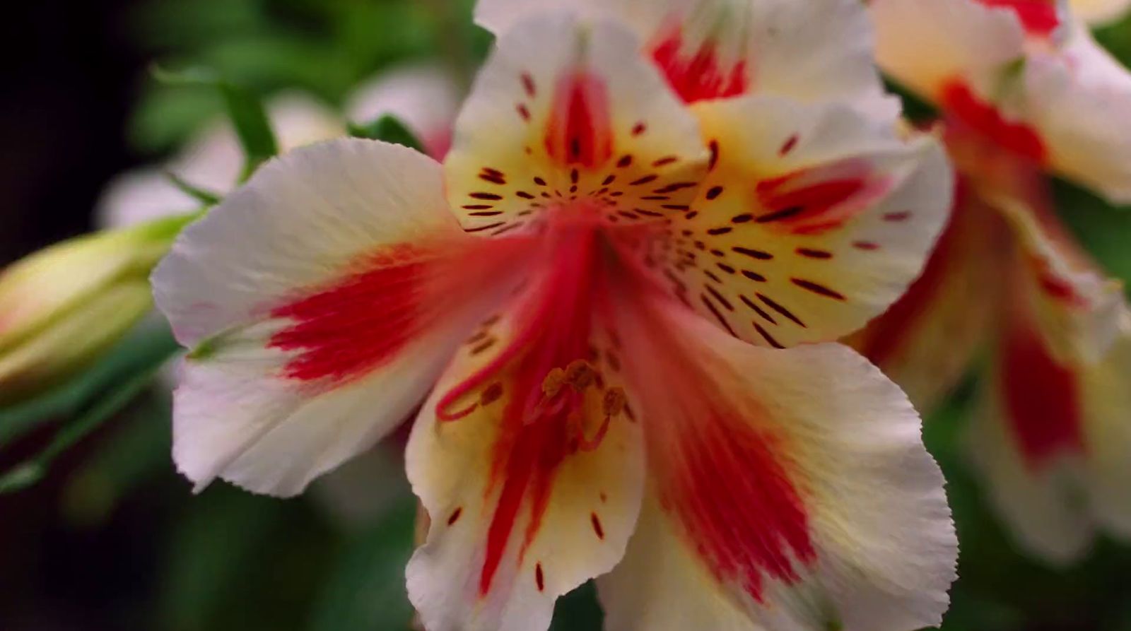 a close up of a white and red flower