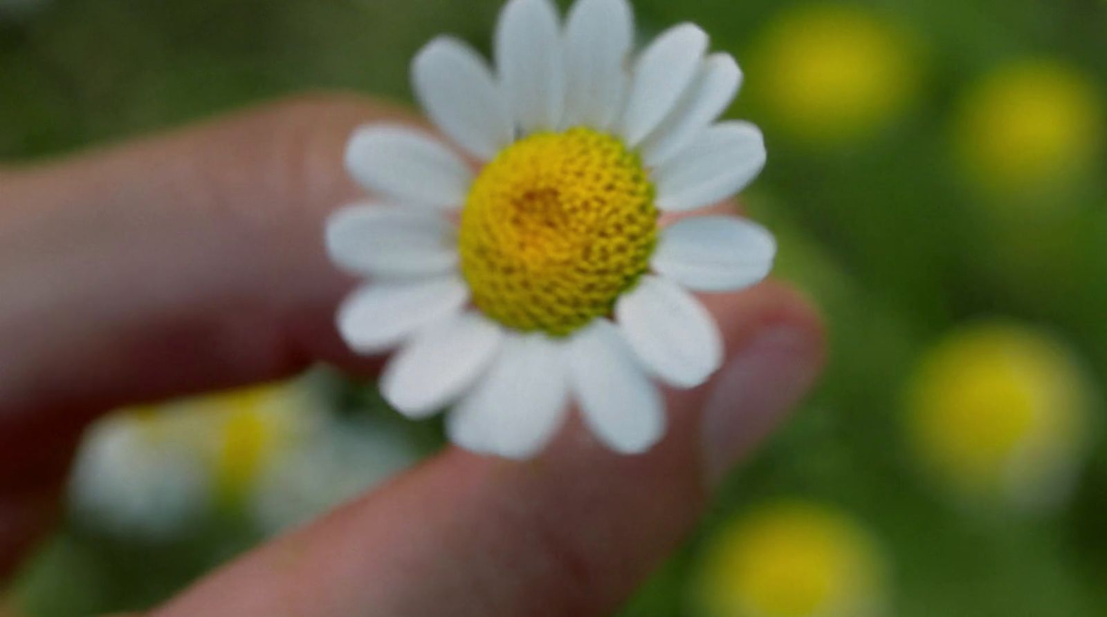 a hand holding a small white and yellow flower