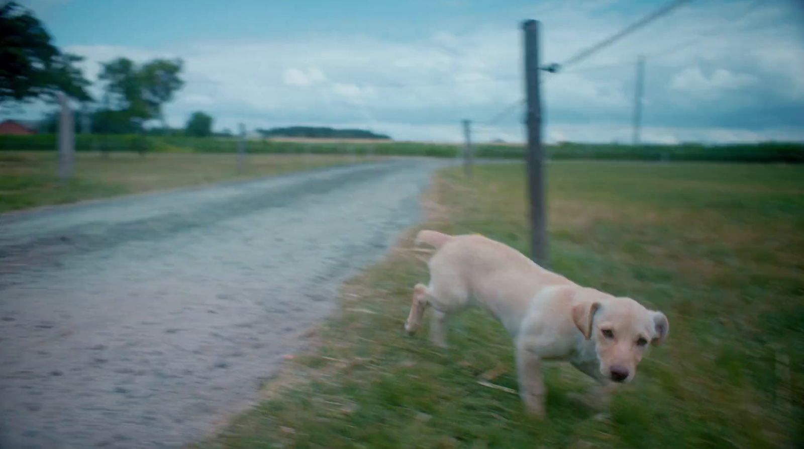 a white dog standing on top of a grass covered field