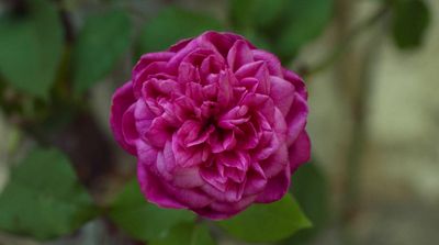 a pink flower with green leaves in the background