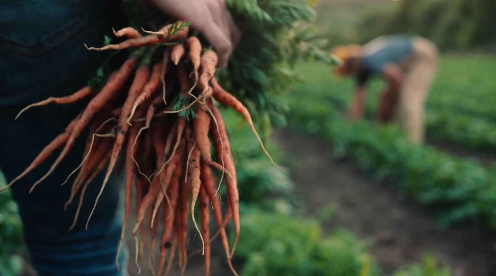 a person holding a bunch of carrots in a field